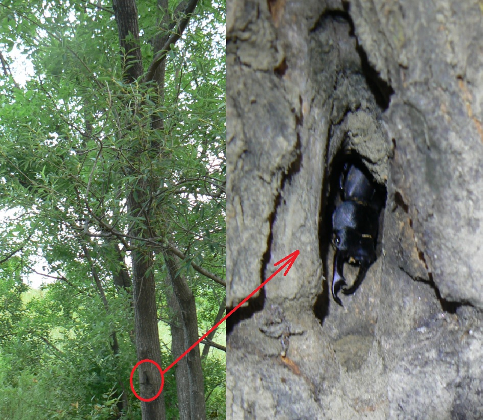 ヤナギ林の1本のヤナギ_樹洞に潜むコクワガタ♂_2021年5月30日5時45分頃 20度